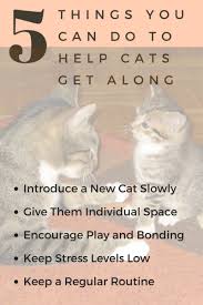 Cats who normally have a hostile relationship or cats who are unfamiliar with each other won't typically engage in play together. Cats Not Getting Along Tips To Get Them To Stop Fighting Each Other Pethelpful By Fellow Animal Lovers And Experts