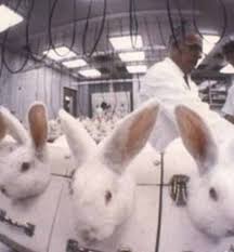 Fortunately, it led to cease of ingredient testing on animals. Loreal Test On Animals Google Search