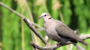 Small Bird With White Ring Around Neck Beige Ring Neck Dove Available Now At Thefinchfarm Com Doves Bird Species Family Pet