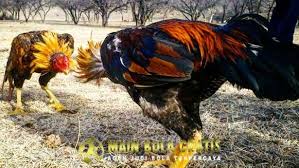 Kelebihan Dan Keunggulan Ayam Shamo Asli Jepang Mematikan Asli Ayam Jepang