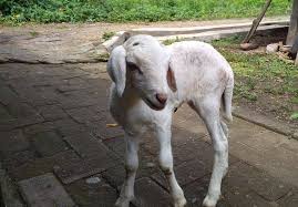 Mana di mana anak kambing saya anak kambing tuan ada di pohon waru mana di mana jantung hati saya jantung hati tuan ada di kampung baru. Anak Kambing In English Language
