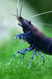 Black Tiger Freshwater Aquarium Shrimp Tiger Shrimp Aquarium Fish