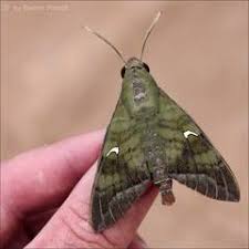 Image result for Chamaeclitandra henriquesiana