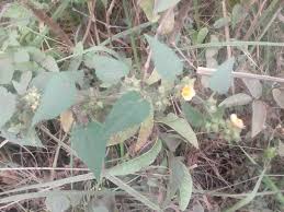 Image result for Sida urens