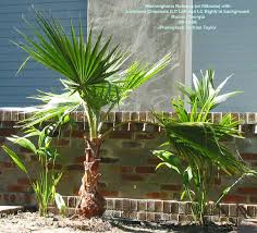 Image result for Disa robusta