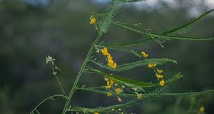 Image result for Sesbania sericea