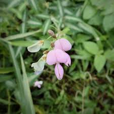 Image result for Desmodium uncinatum