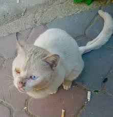 Turkmenoglu Alisveris Merkezi Adli Kullanicinin Van Kedisi Paylasim Sayfasi Page Sharing Van Cats In Turkey Panosundaki Pin Kedi