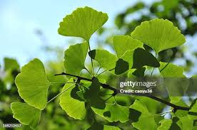 Image result for Ginkgoaceae