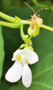 Image result for Phaseolus vulgaris