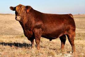 Precios De Ganado Bovino En Mexico Y Estados Unidos Hereford Hereford Cattle Bull