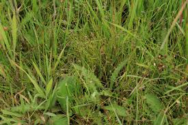 Image result for Isolepis setacea