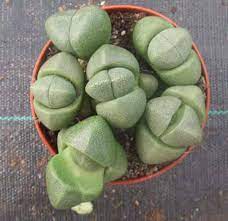 We've spent a lot of time researching how to make cacti grow faster. Growing Pleiospilos Nelii Split Rock Succulent Care Tips