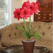 Amaryllis Adele In A Woven Basket Pink Is A Favorite Color Around This Outfit So The Opening Performance Of Adele Was Much An Amaryllis Bloom Fairy Garden