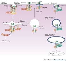 Maybe you would like to learn more about one of these? Clathrin And Non Clathrin Mediated Endocytic Regulation Of Cell Signalling Nature Reviews Molecular Cell Biology