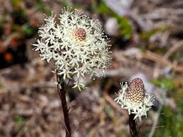 Image result for Xerophyta schlechteri