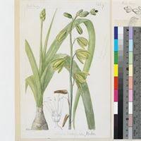 Image result for Albuca nigritana