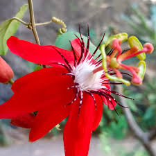 Image result for Passiflora vitifolia
