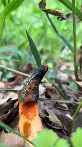 Image result for Mutinus elegans