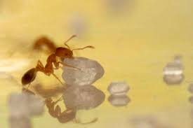 Maybe you would like to learn more about one of these? Most Common Types Of House Ants Panther Pest Control