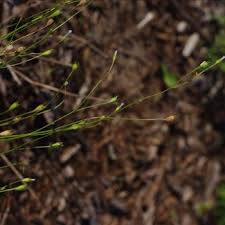 Image result for Wahlenbergia flexuosa