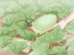 Attach the zucchini plant vines to the trellis once. 3 Ways To Grow Spaghetti Squash Wikihow