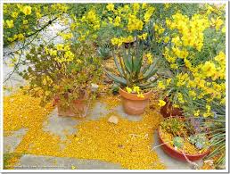 Check spelling or type a new query. Palo Verde Messiness Update