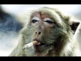  Wow 20 Gambar Hewan Tertawa Lucu Monyet Lucu Dilarang Melihat Nanti Ketawa Wkwkwk 9 Gaya Tidur Hewan Yan Monkey Pictures Funny Monkey Pictures Monkeys Funny