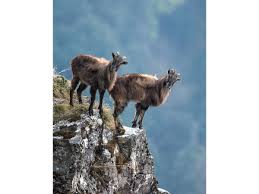 Where do musk deer live? 9 Exotic Animals Found In The Indian Himalayas Nativeplanet