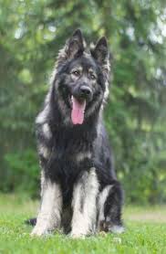 Black And Silver German Shepherd Puppies Pin On Black German Shepherds