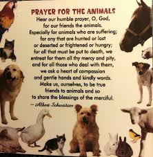 Prayer for pets | prayers for animals (dogs, cats, horses, etc). Prayer For The Animals Sick Pets Pet Quotes Cat Animal Quotes