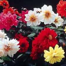 Image result for Dahlia x pinnata `Redskin`