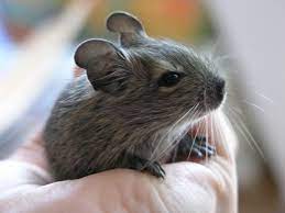 Mein Baby Degu Degu Cute Wild Animals Cute Baby Animals