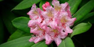 Image result for Rhododendron
