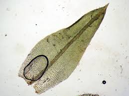 Image result for Emilia caespitosa