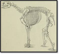 Of Chimeras, Harmony, and Kintsugi: Towards a Historicist Epistemology of  Paleontological Reconstruction, Theory-Change, and Exp