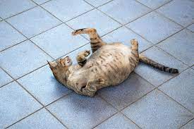 Und zwar ist es so, wir haben letzte woche von unserer nachtbarin einen kater bekommen, den sie nicht mehr behalten konnte und der ist jetzt ca. Trachtigkeit Bei Katzen Anzeichen Pflege Und Geburtsvorbereitung