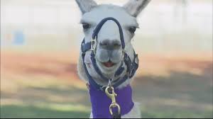 Louis The Llama Recovering From Surgery, Ready To Head Home To Yellowstone 