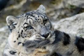 1yr · sariel007 · r/babybigcatgifs. Snow Leopards Biting Their Own Tails Album On Imgur