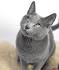Russian Blue Kittens for Sale - Adoptapet