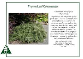 Image result for Cotoneaster microphyllus