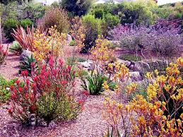 Pin By Anne On Plants Drought Tolerant Garden Drought Tolerant Landscape Landscape Projects