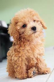 Apricot Poodle 02 Cute Animals Baby Animals Smartest Dog Breeds