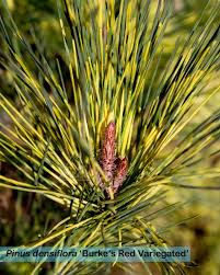 Image result for Hunteria densiflora