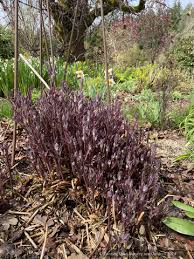 Image result for Clematis recta atropurpurea