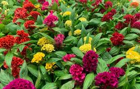 Celosia flowers, also called woolflowers or cockscombs, have unusual flowers that can bloom up to 10 weeks. Celosia Series