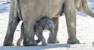 Im Tierpark Hagenbeck Gab Es Eine Furstliche Taufe Der Kleine Elefant Brausepaul Hat Einen Endgultigen Namen Bekommen D Tierpark Hagenbeck Tierpark Elefant