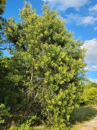 Image result for Acacia schweinfurthii