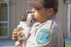 Pin On Pets Rescued By The Spca For Monterey County