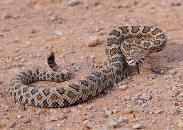 Great Basin Rattlesnake Crotalus Oreganus Lutosus A Deadly Snake Coiled Rattl Affiliate Crotalus Oreganus Lutosus Great Rattlesnake Animals Snake